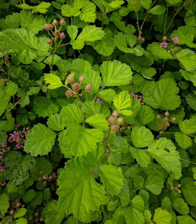 野生茅梅种子红梅消中草药三月泡根蛇泡簕托盘秧一年生草本植