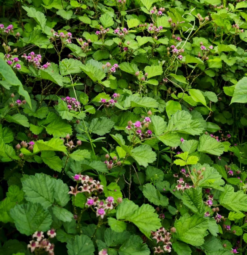 野生茅梅种子红梅消中草药三月泡根蛇泡簕托盘秧一年生草本植