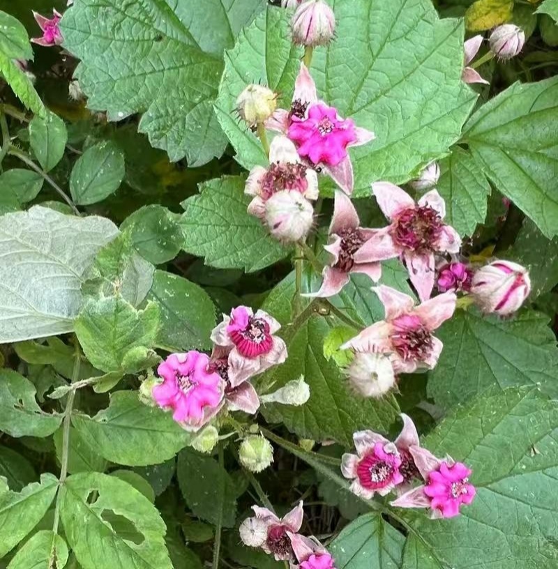 野生茅梅种子红梅消中草药三月泡根蛇泡簕托盘秧一年生草本植
