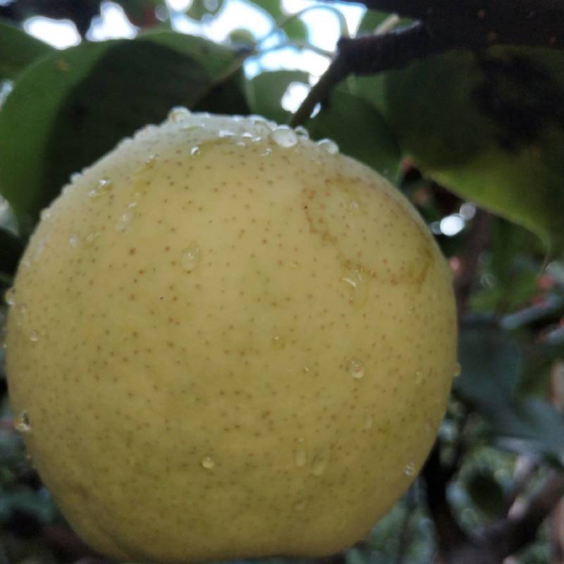 大量皇冠梨出售