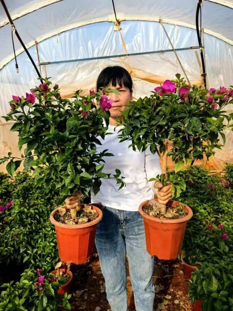 三角梅云南紫
