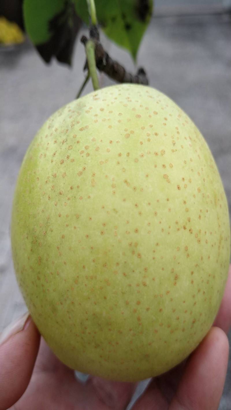 大量皇冠梨出售