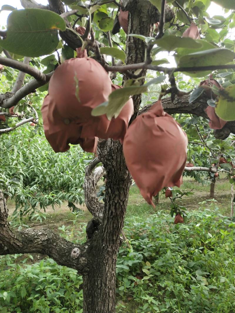 大量皇冠梨出售