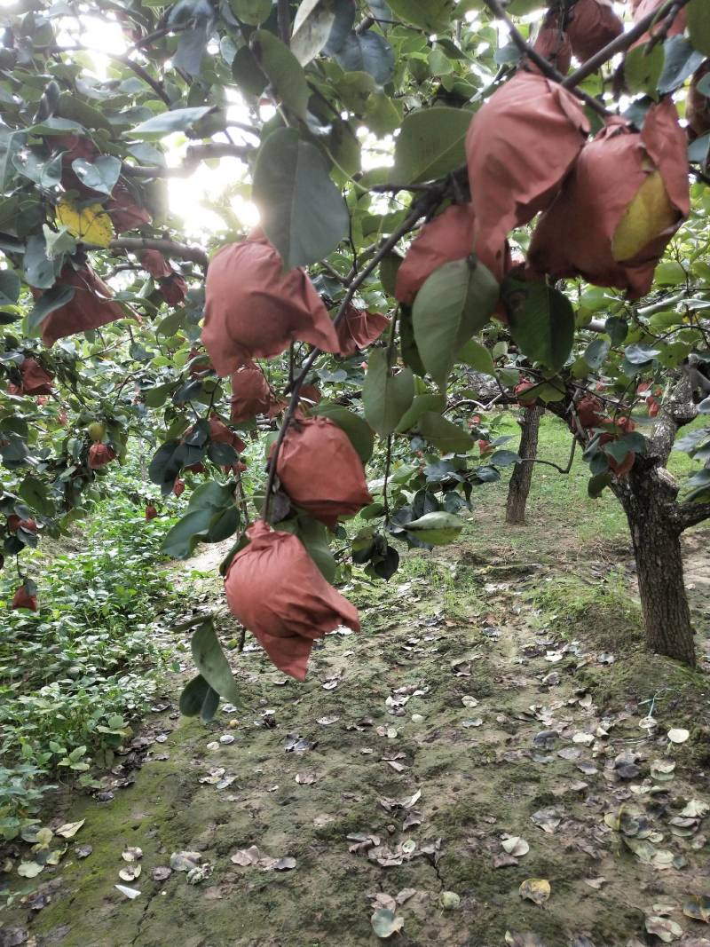 大量皇冠梨出售