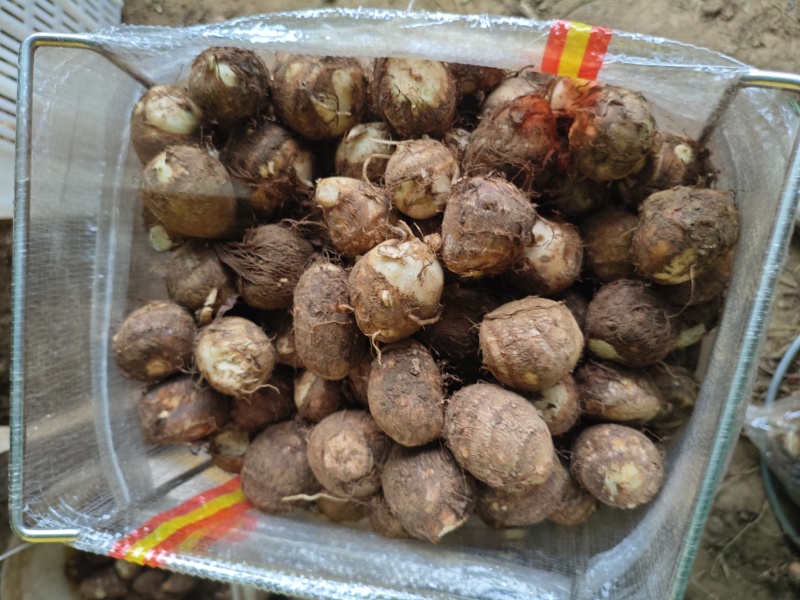 豆包宇头产地直发