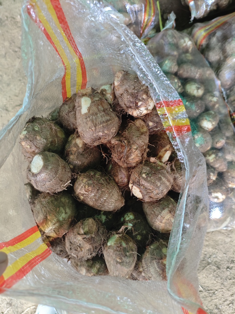 豆包宇头产地直发
