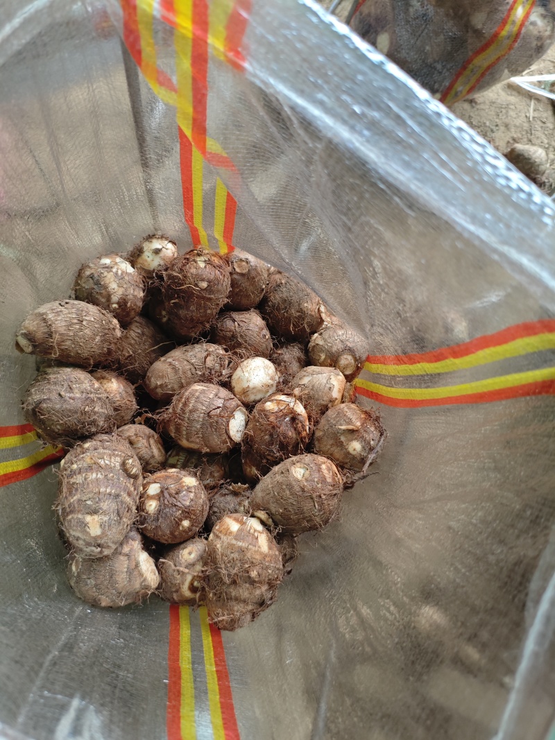 豆包宇头产地直发