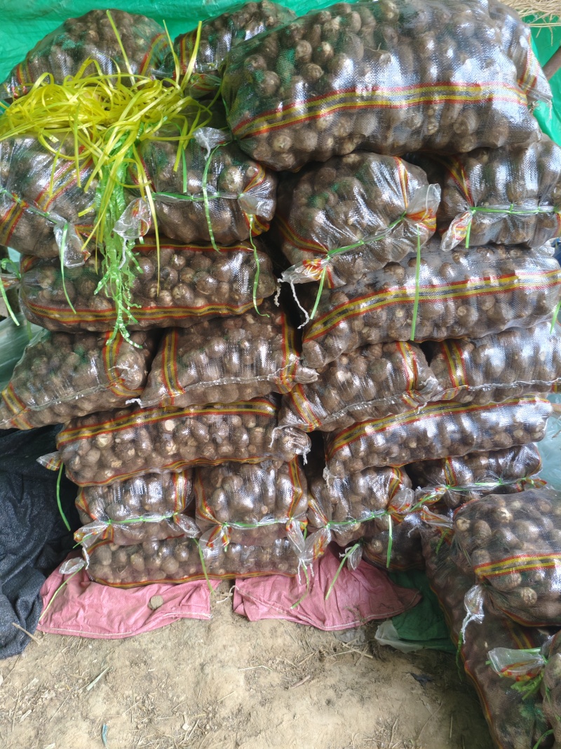 豆包宇头产地直发
