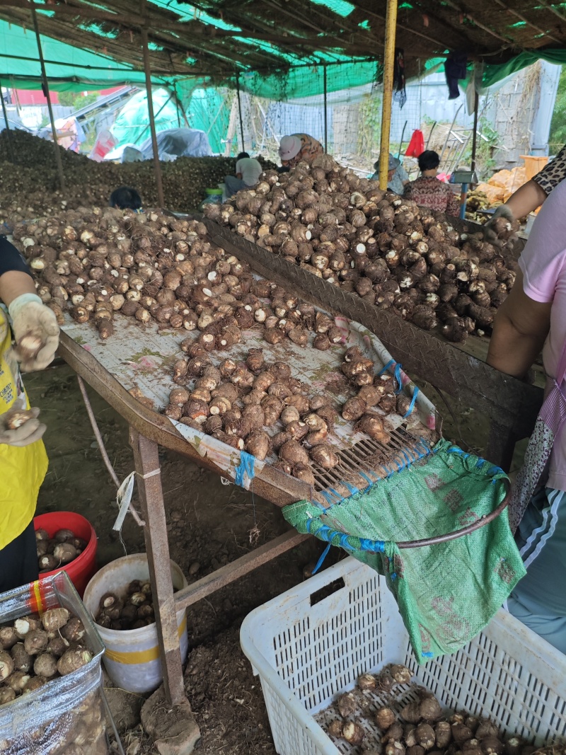 豆包宇头产地直发