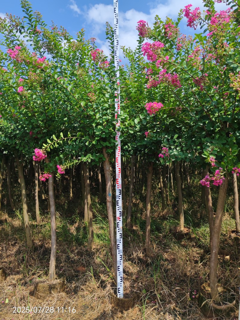 5到六公分红花紫薇