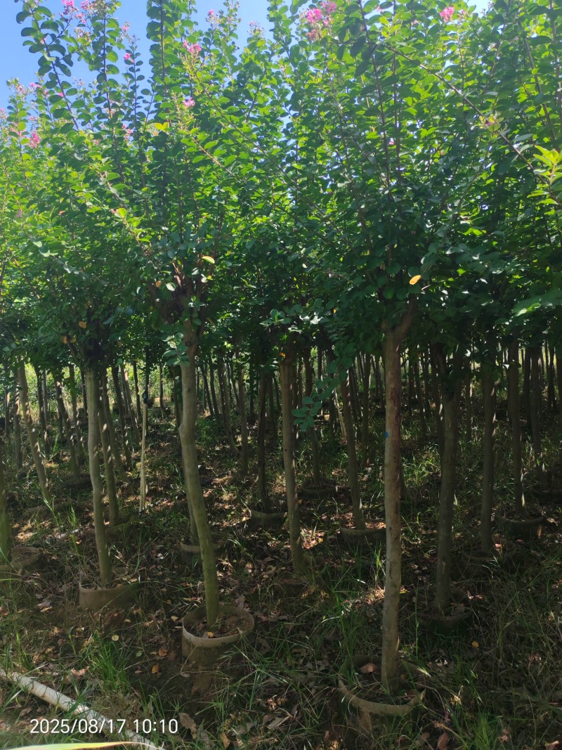 5到六公分红花紫薇