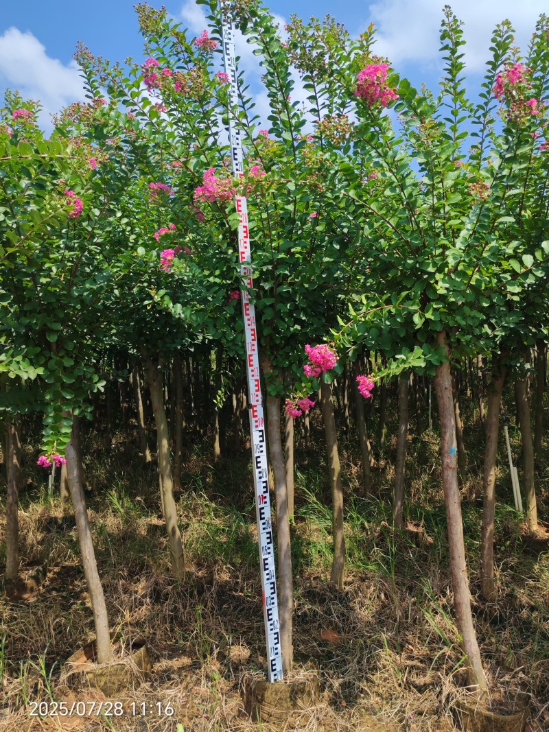 5到六公分红花紫薇