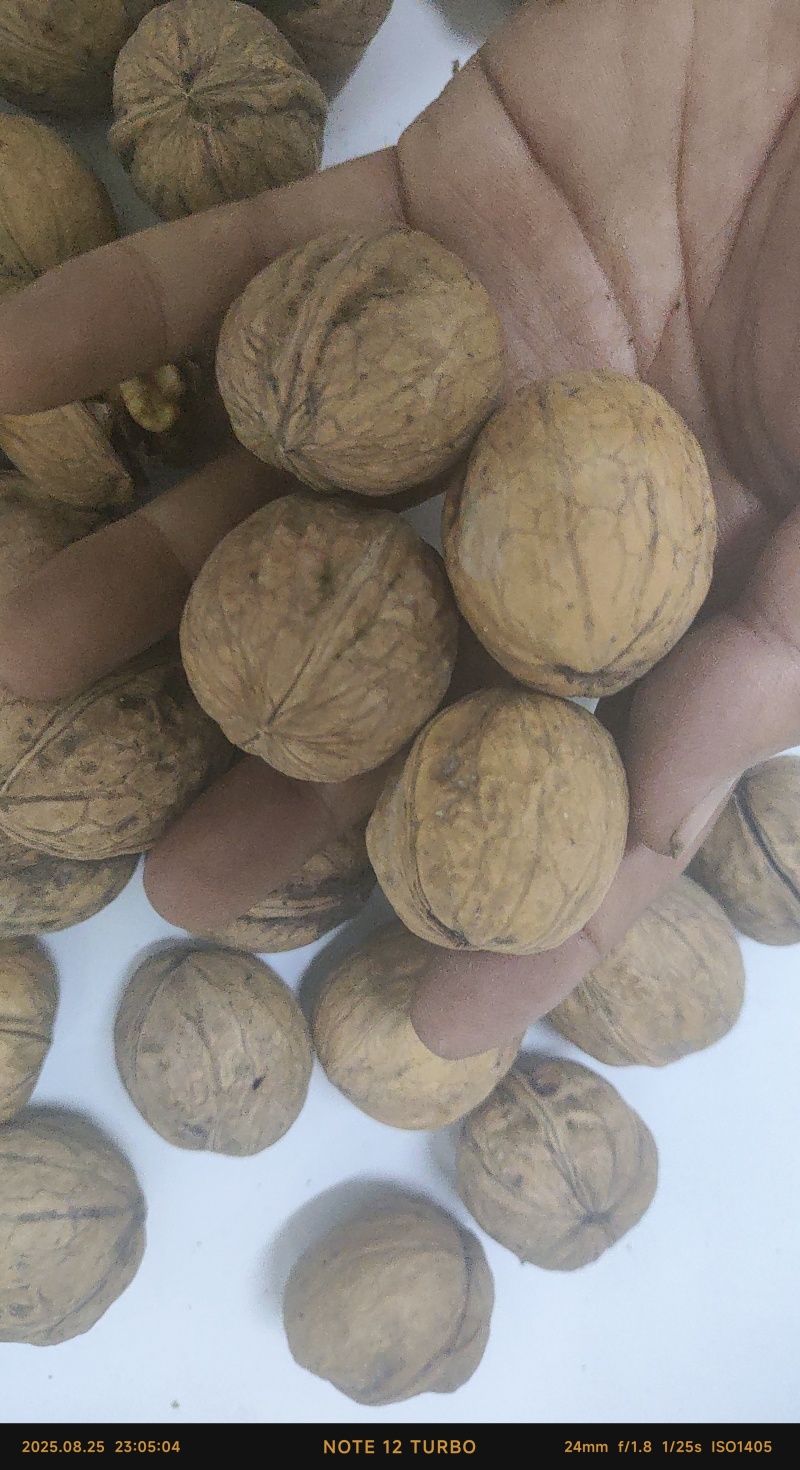 纸皮核桃185新货