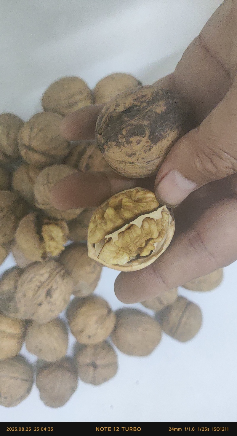 纸皮核桃185新货