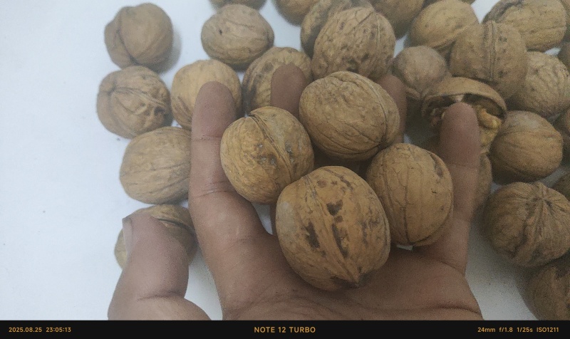 纸皮核桃185新货