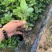 红颜久久基质假植裸根
