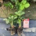 红颜久久基质假植裸根
