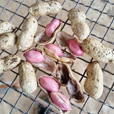 【精品】白沙花生，大白沙小白沙系列，新鲜现摘对接全国！