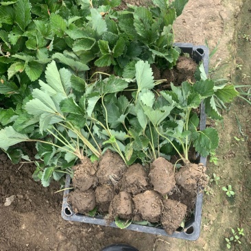 隋珠香野草莓苗