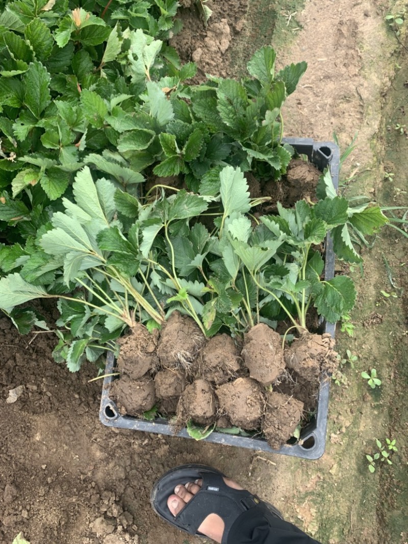 隋珠香野草莓苗