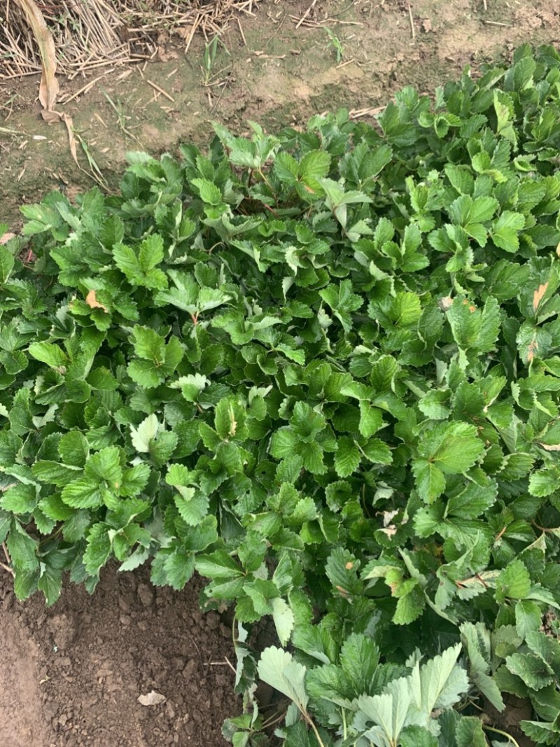 隋珠香野草莓苗