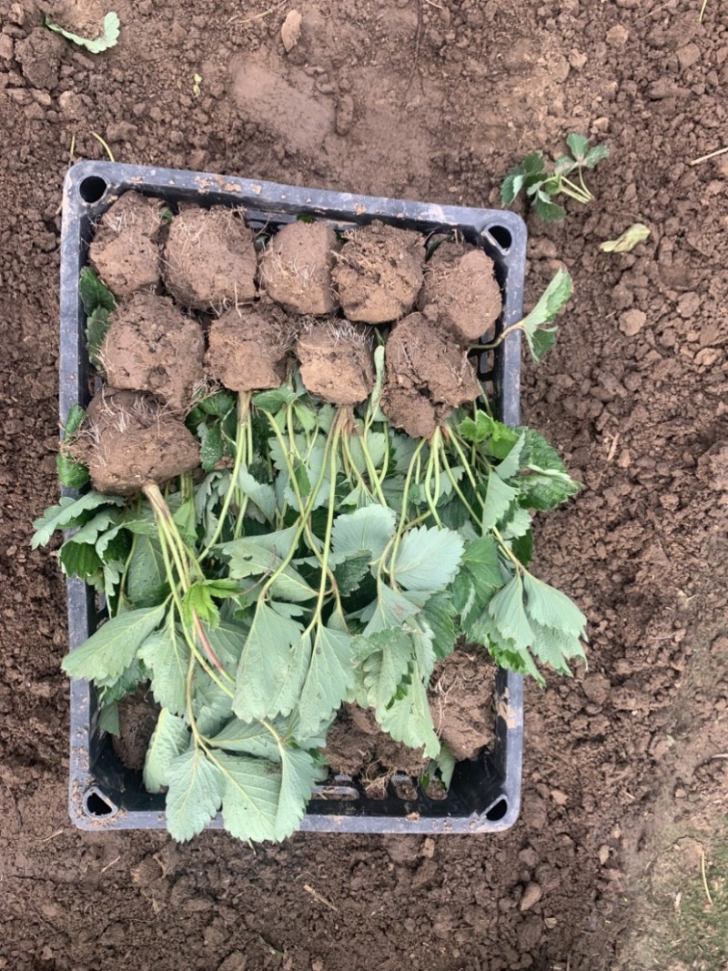 隋珠香野草莓苗