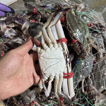 小船梭子蟹，肥度好活力感十足