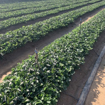 红颜久久土球假植苗产区带销