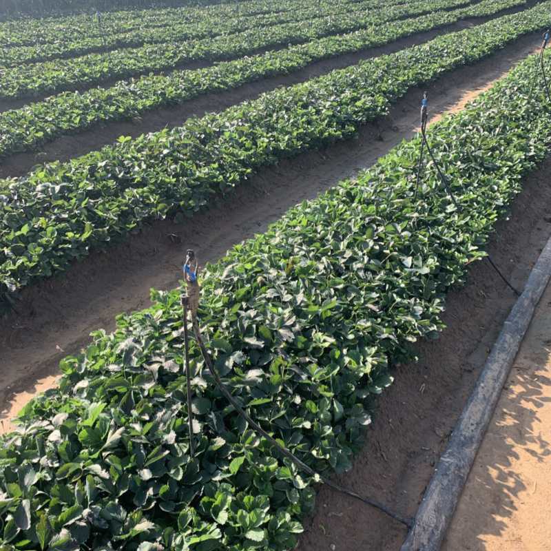 红颜久久土球假植苗产区带销