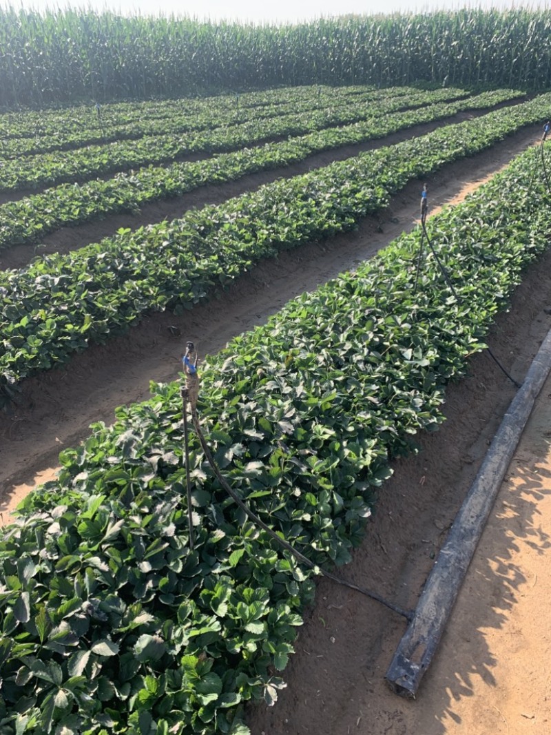 红颜久久土球假植苗产区带销