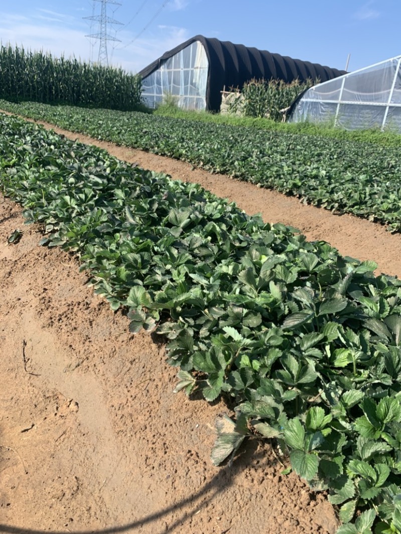 红颜久久土球假植苗产区带销