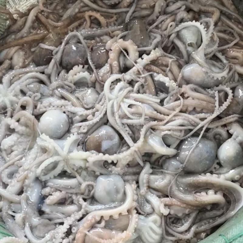 鲜活八爪鱼，长腿八爪鱼
