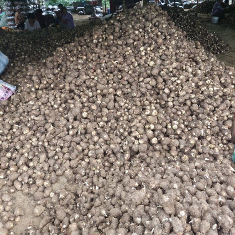 8520豆包芋头好吃，价格不会预购从速。