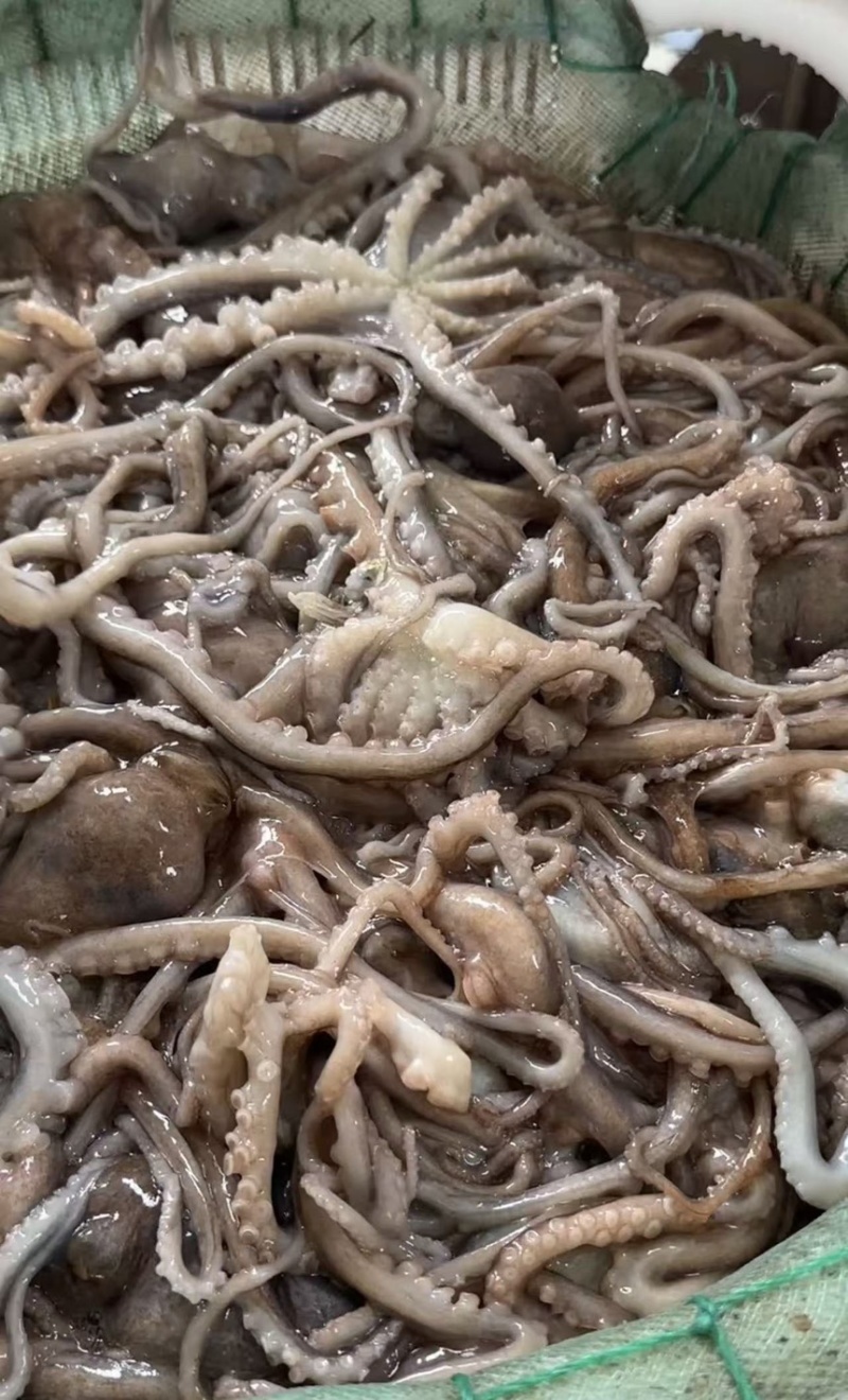 鲜活八爪鱼，长腿八爪鱼