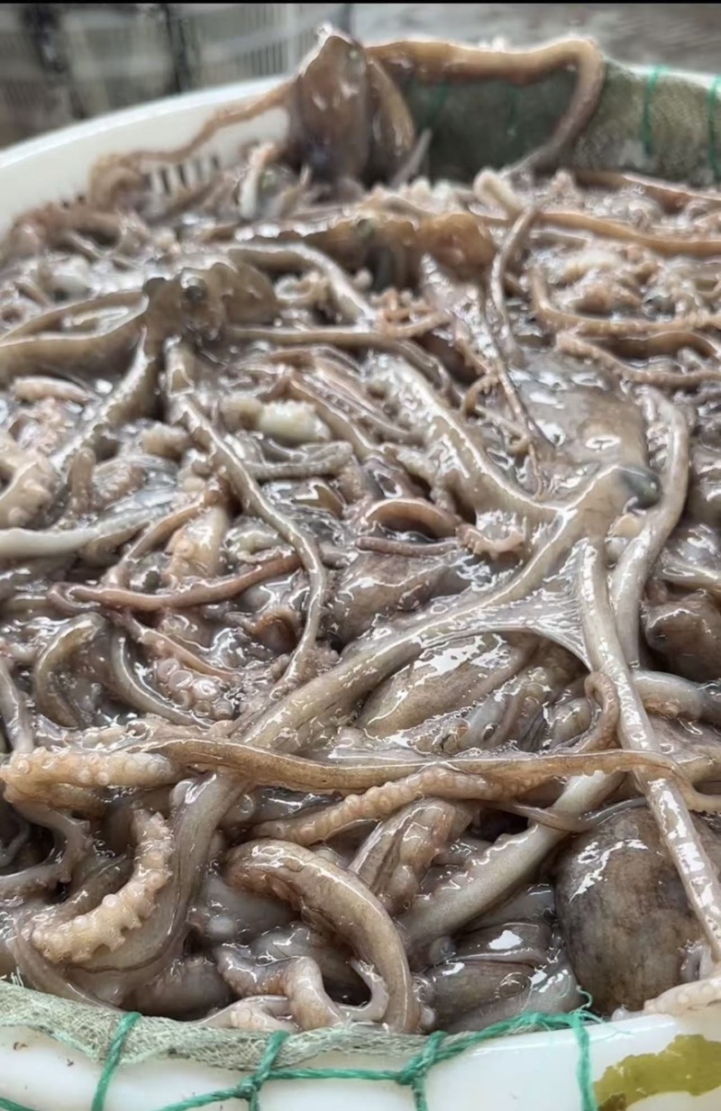 鲜活八爪鱼，长腿八爪鱼