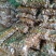 8520豆包芋头好吃，价格不会预购从速。