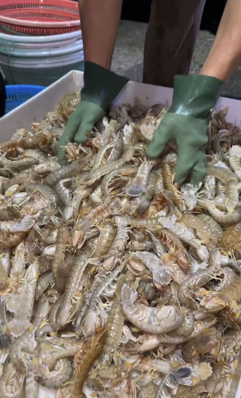 鲜活皮皮虾，连云港本地皮皮虾