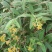 野生羊耳菊种子山白芷乌脚鸡寻骨风中草药材多年生草本植物