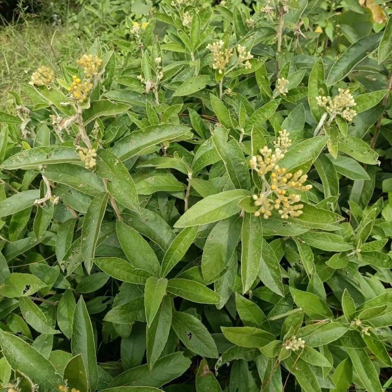 野生羊耳菊种子山白芷乌脚鸡寻骨风中草药材多年生草本植物