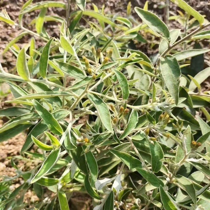 野生羊耳菊种子山白芷乌脚鸡寻骨风中草药材多年生草本植物