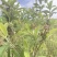 野生羊耳菊种子山白芷乌脚鸡寻骨风中草药材多年生草本植物