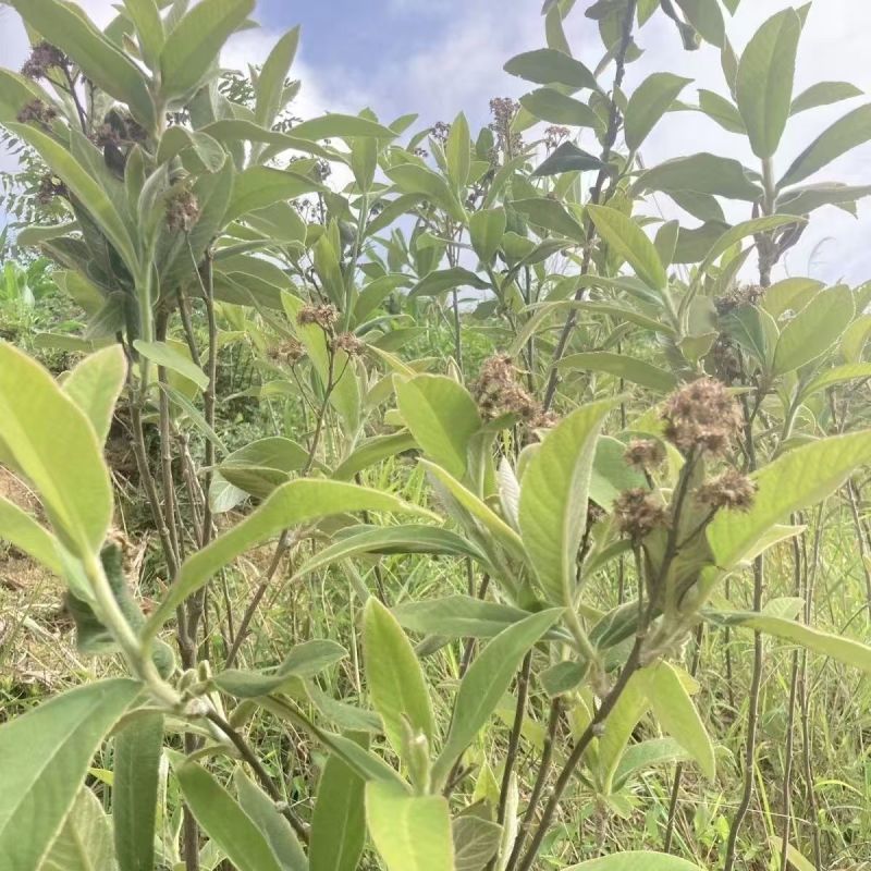 野生羊耳菊种子山白芷乌脚鸡寻骨风中草药材多年生草本植物