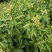 野生羊耳菊种子山白芷乌脚鸡寻骨风中草药材多年生草本植物