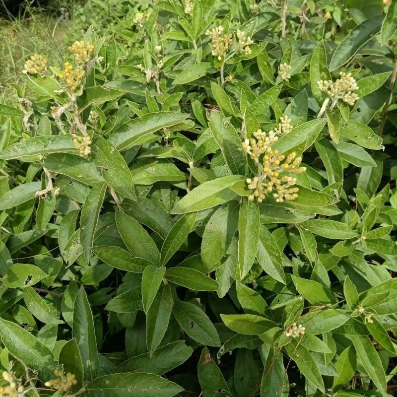野生羊耳菊种子山白芷乌脚鸡寻骨风中草药材多年生草本植物