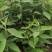 野生羊耳菊种子山白芷乌脚鸡寻骨风中草药材多年生草本植物