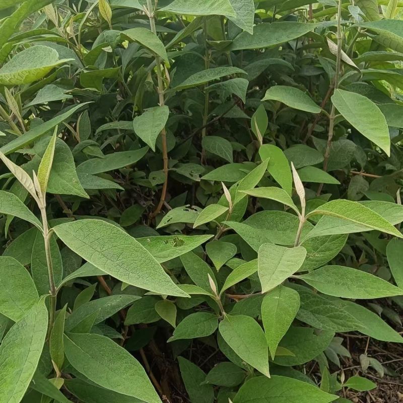 野生羊耳菊种子山白芷乌脚鸡寻骨风中草药材多年生草本植物