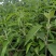 野生羊耳菊种子山白芷乌脚鸡寻骨风中草药材多年生草本植物