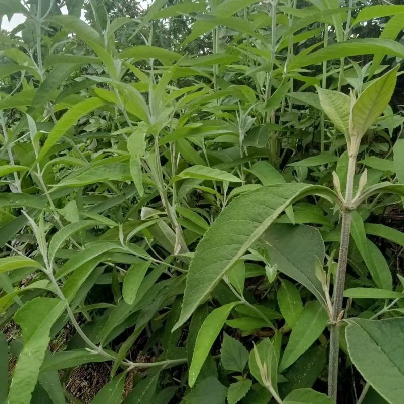 野生羊耳菊种子山白芷乌脚鸡寻骨风中草药材多年生草本植物