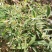 野生羊耳菊种子山白芷乌脚鸡寻骨风中草药材多年生草本植物