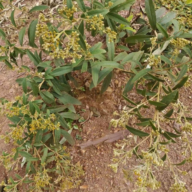 野生羊耳菊种子山白芷乌脚鸡寻骨风中草药材多年生草本植物